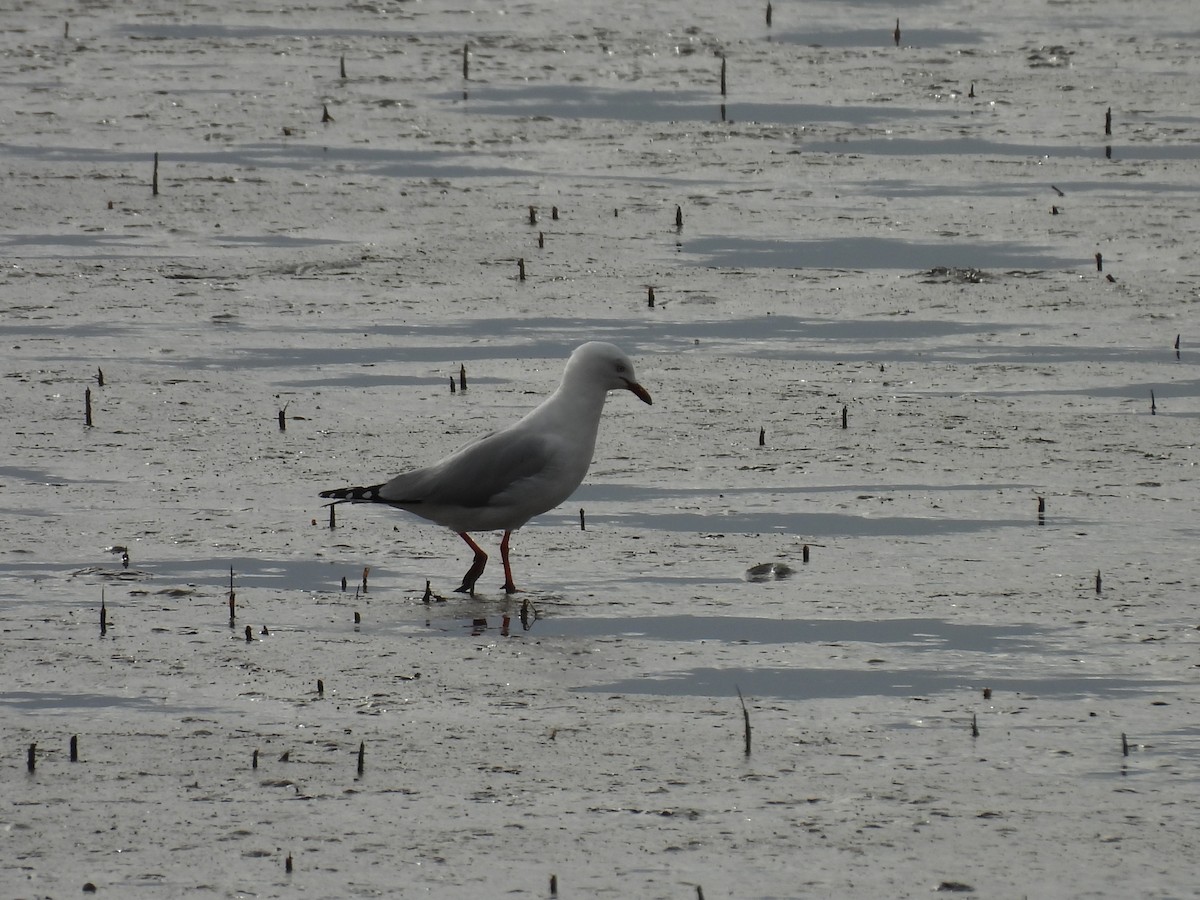 Gaviota Plateada - ML620632228