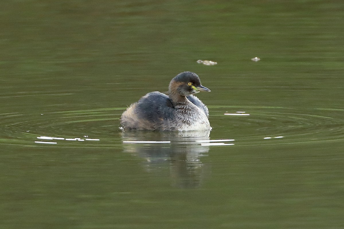 Australasian Grebe - Peter Kyne