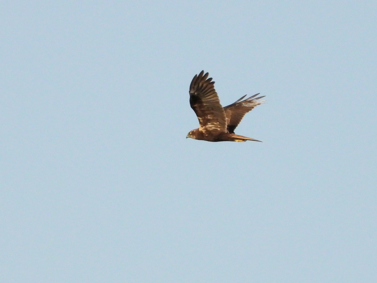 Western Marsh Harrier - ML620632233