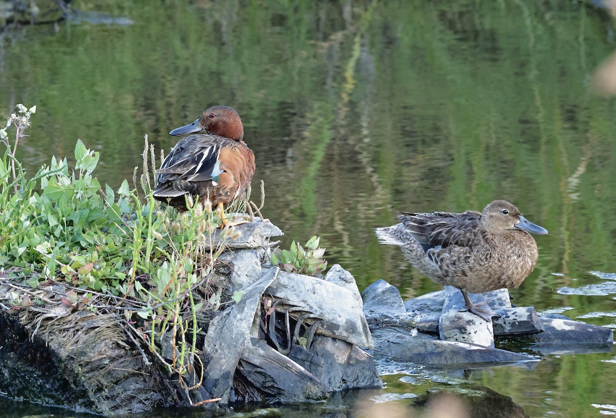 Cinnamon Teal - ML620632235