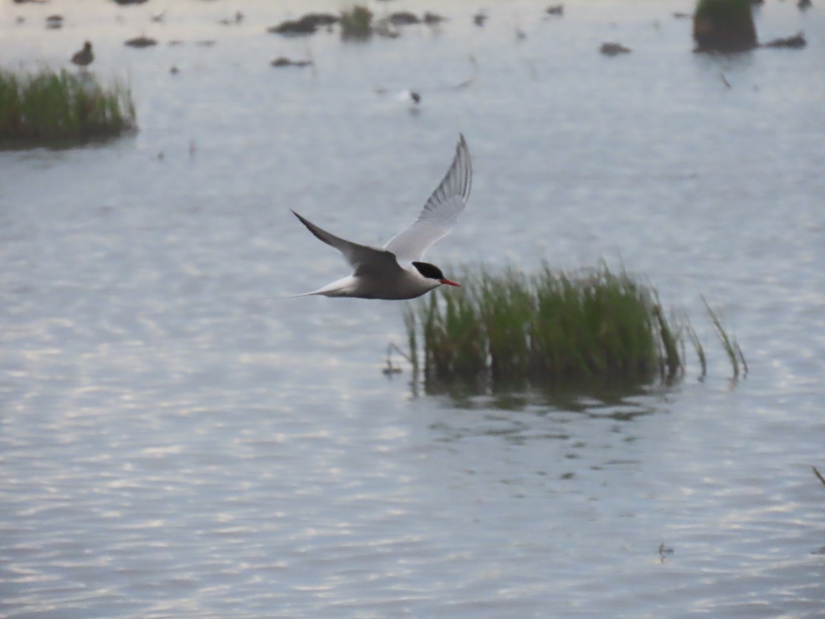 Arctic Tern - ML620632237