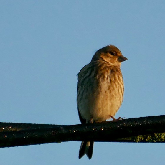 Eurasian Linnet - ML620632244