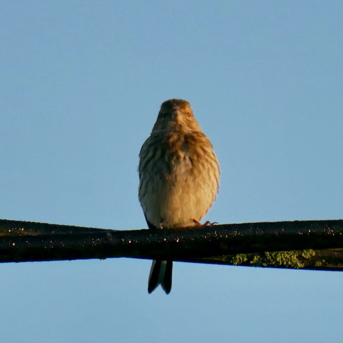 Eurasian Linnet - ML620632246