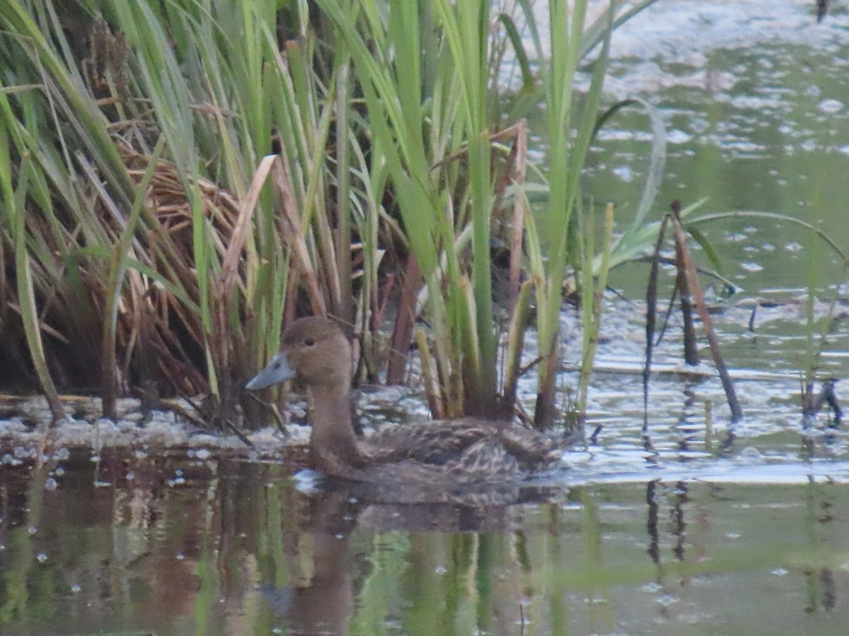 Northern Pintail - ML620632250