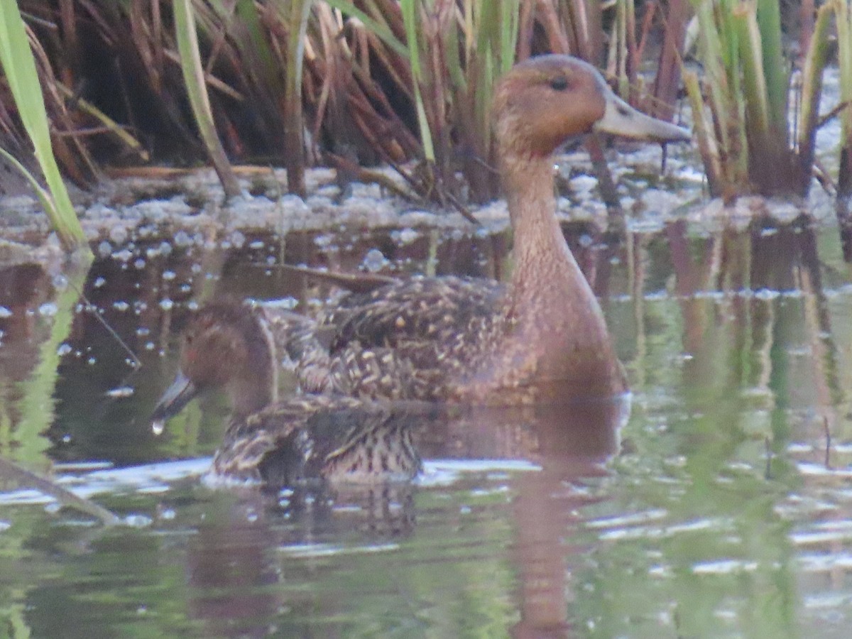 Northern Pintail - ML620632252