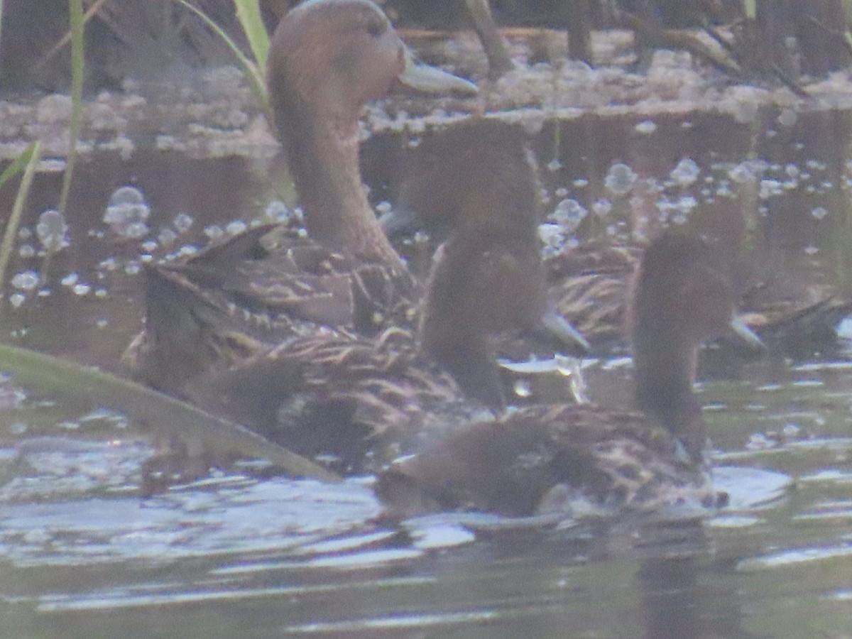 Northern Pintail - ML620632255