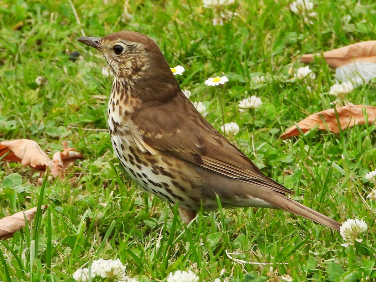 Song Thrush - ML620632256