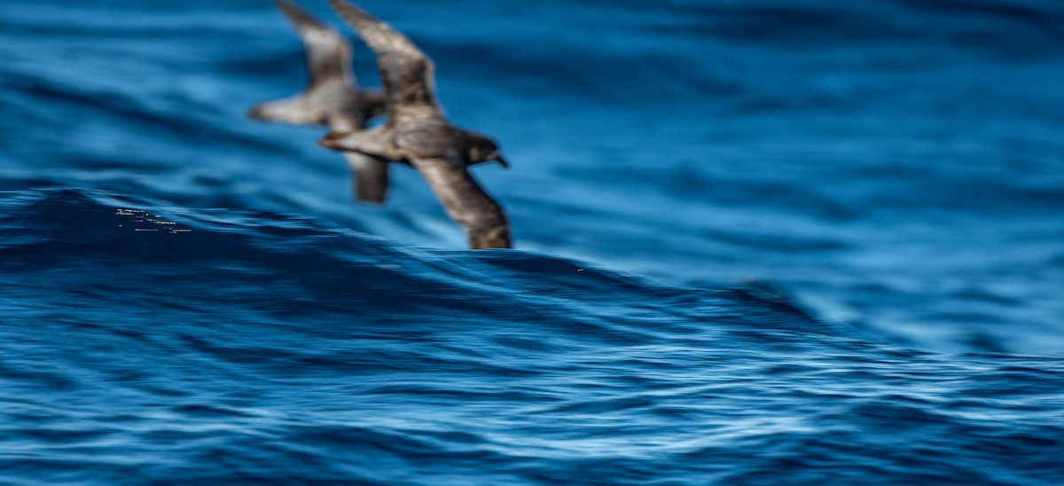 Hutton's/Fluttering Shearwater - ML620632258