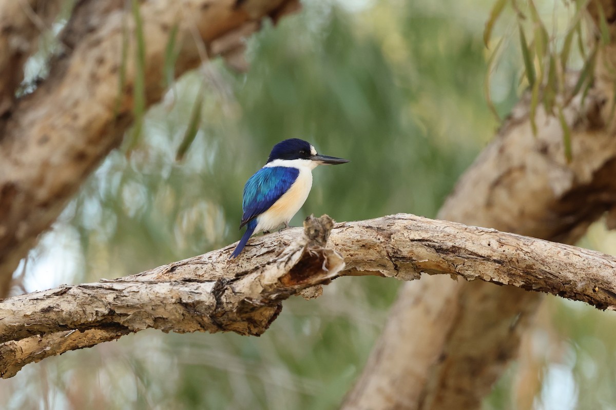 Forest Kingfisher - ML620632266