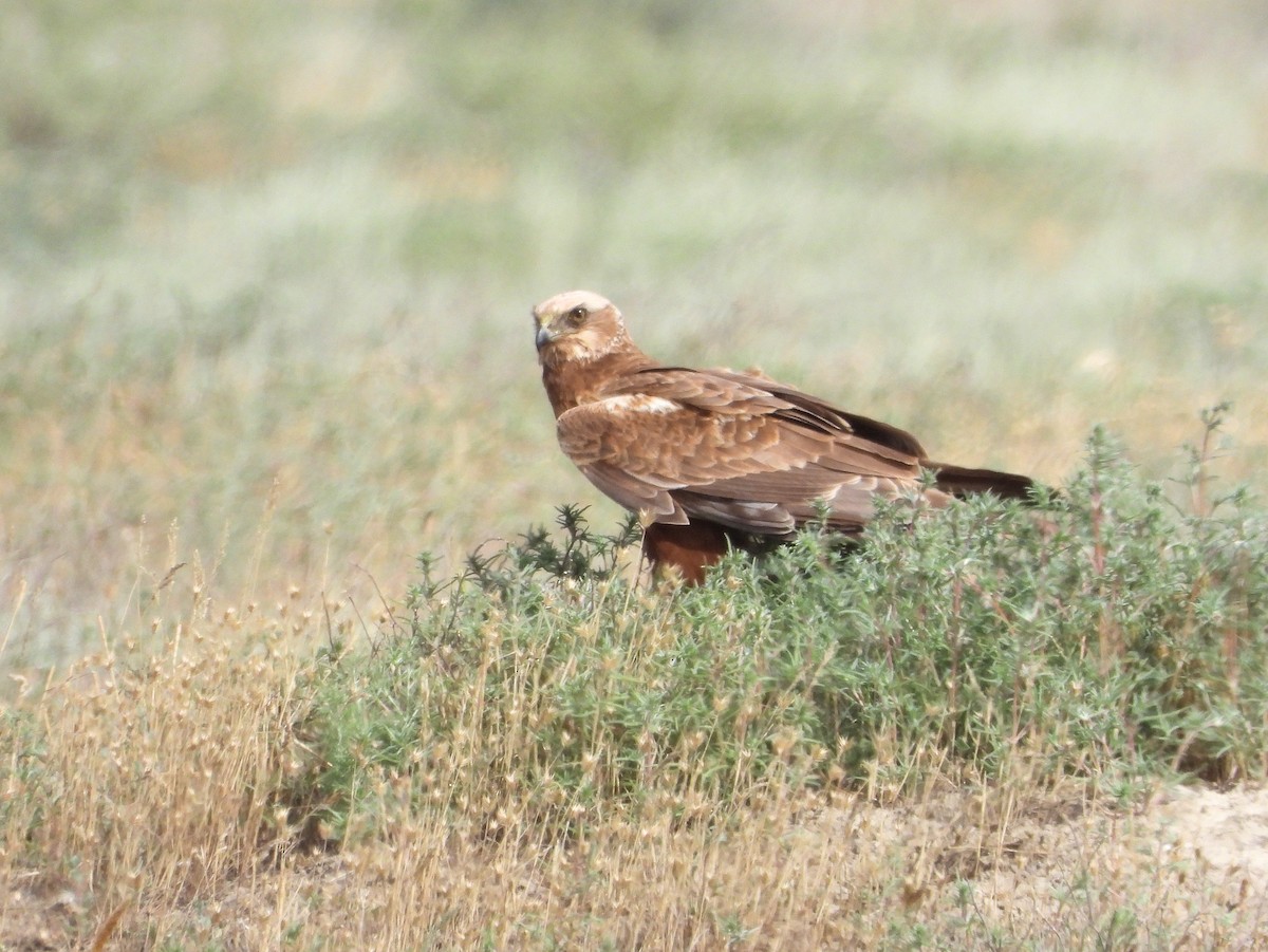 Western Marsh Harrier - ML620632269