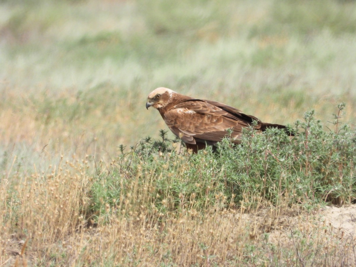 Western Marsh Harrier - ML620632270