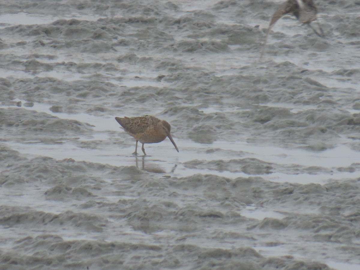 Short-billed Dowitcher - ML620632273