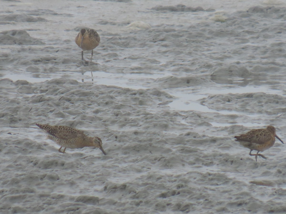 Short-billed Dowitcher - Laura Burke