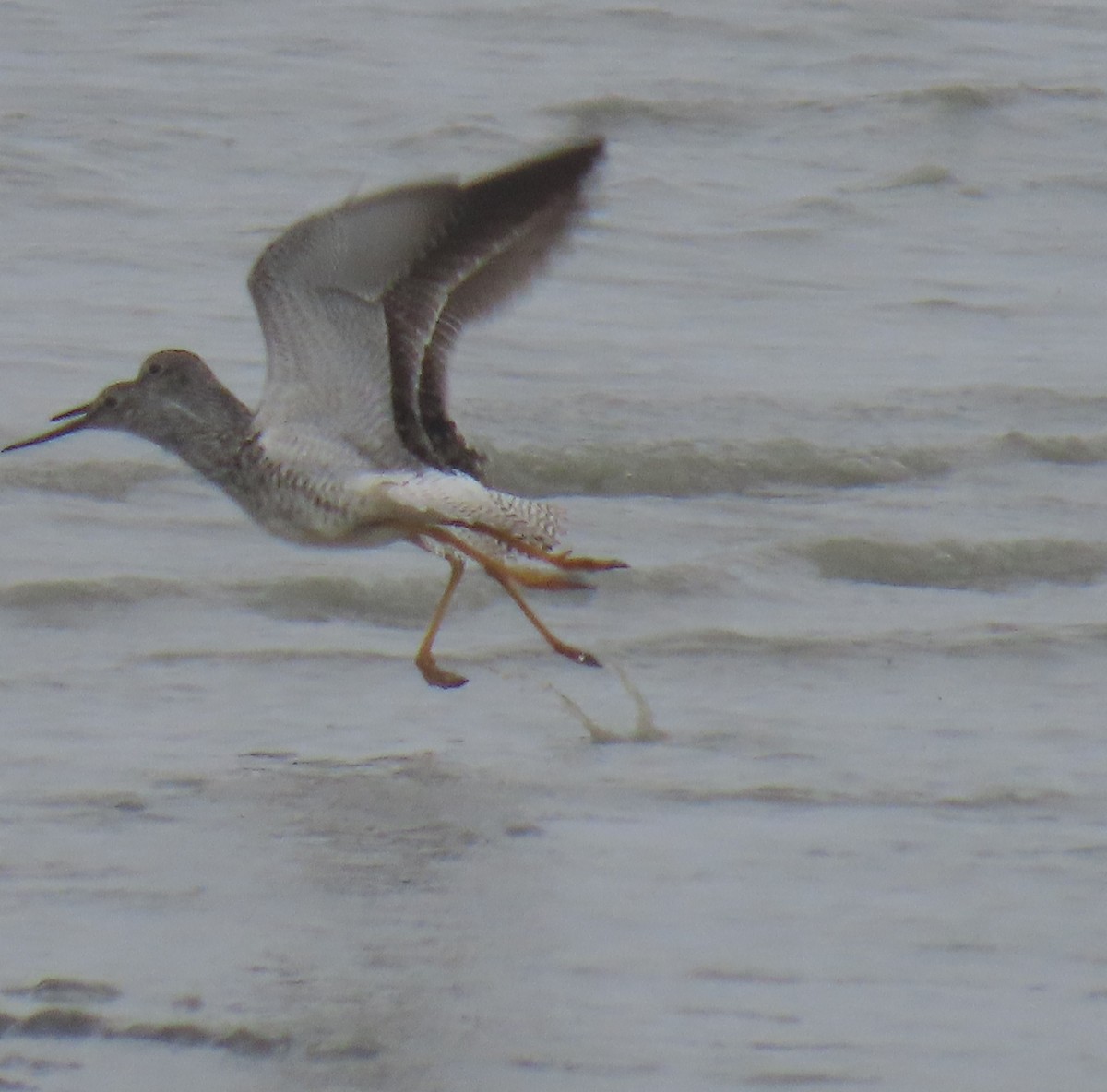 Greater Yellowlegs - ML620632277