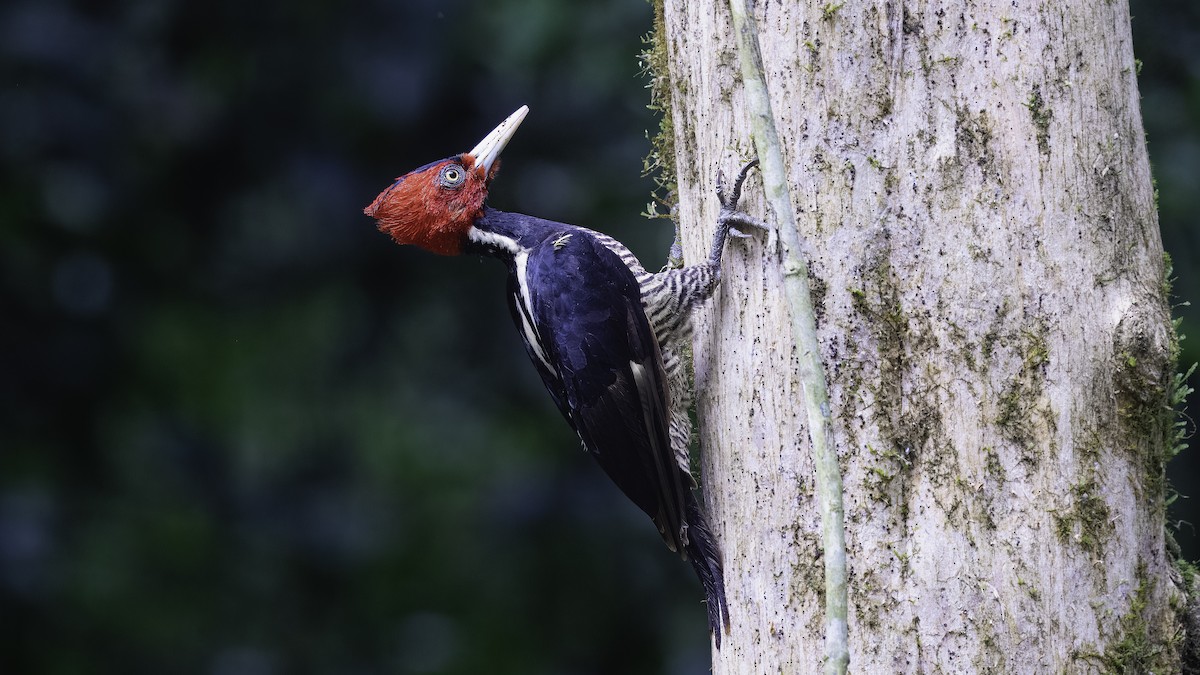 Pale-billed Woodpecker - ML620632279