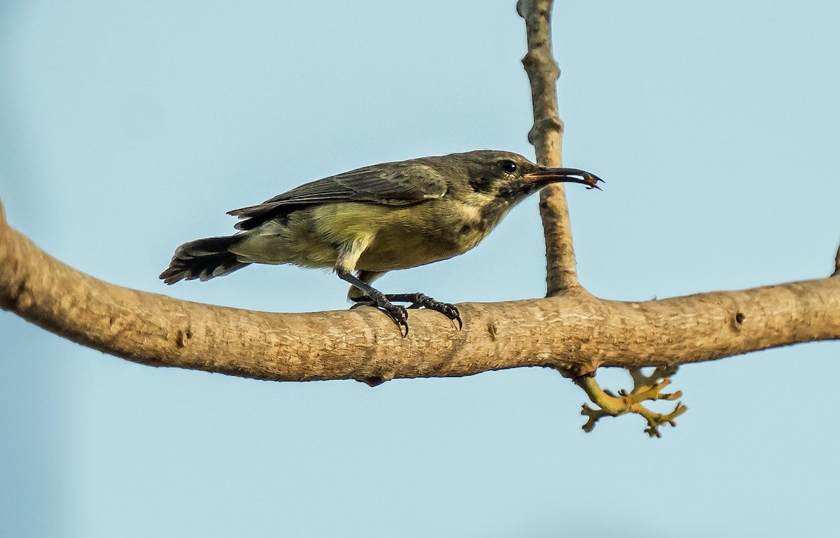 strdimil nádherný - ML620632281