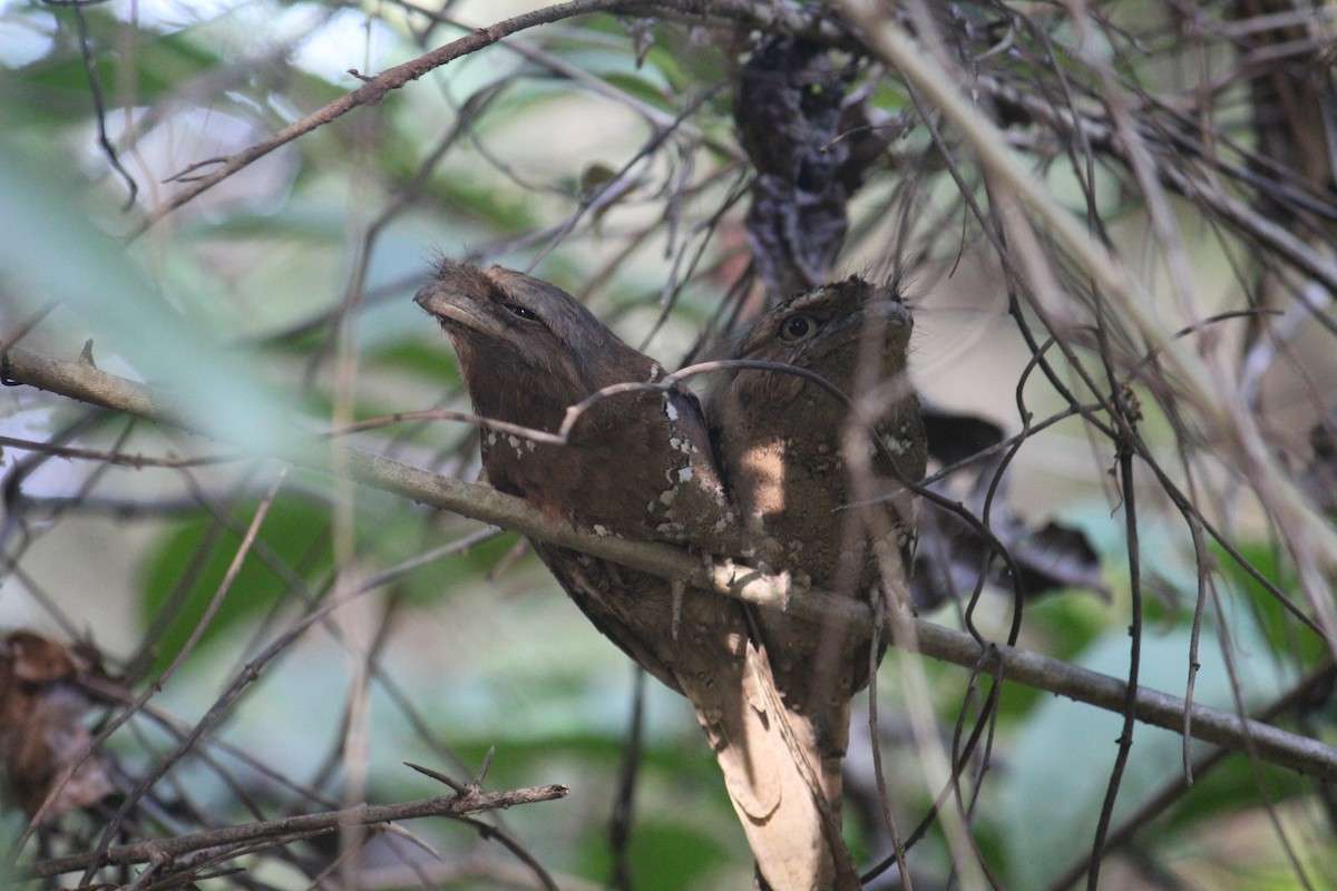 Sri Lanka Frogmouth - ML620632285