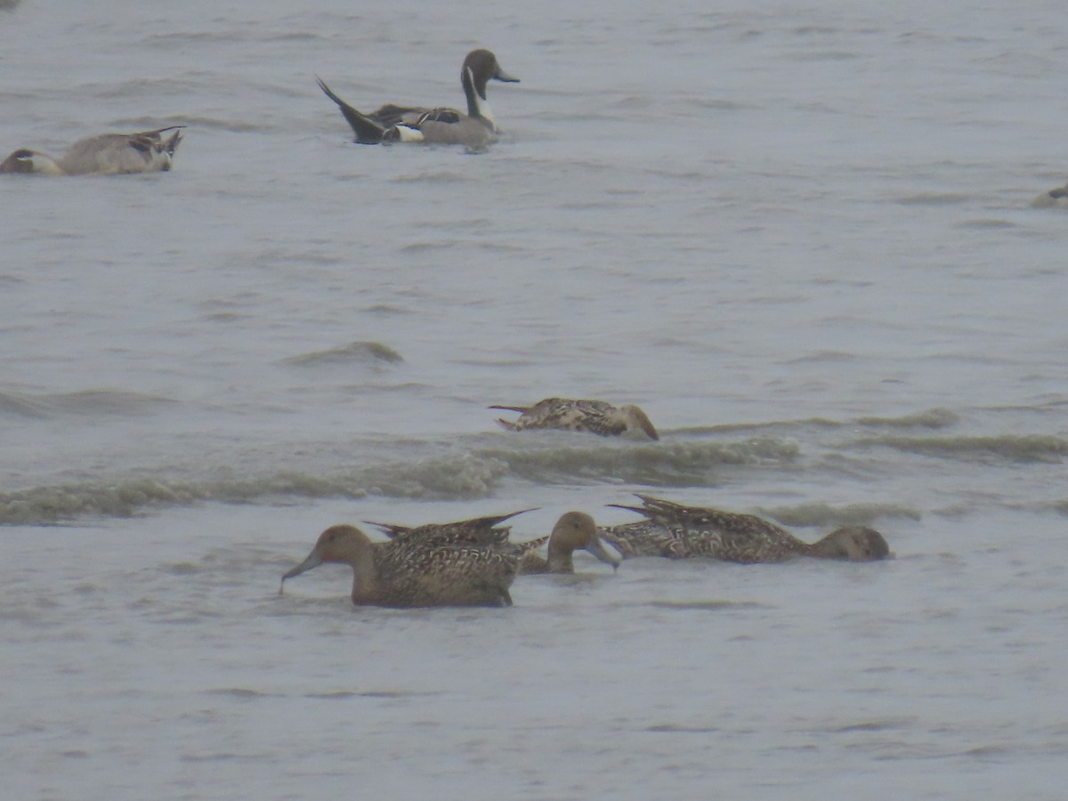 Northern Pintail - ML620632286