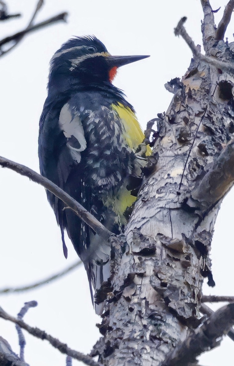 Williamson's Sapsucker - ML620632289