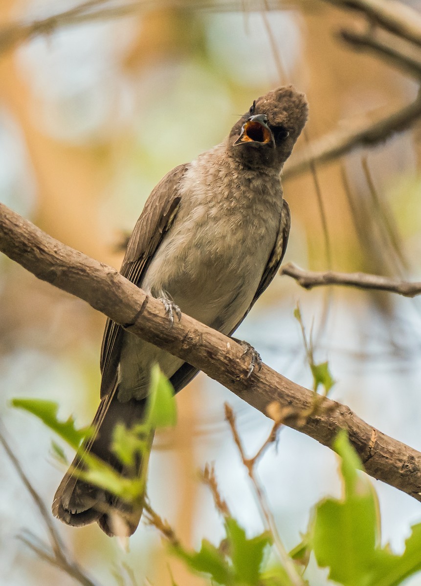 Bulbul des jardins - ML620632290