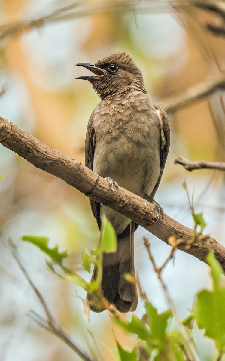 Bulbul des jardins - ML620632291