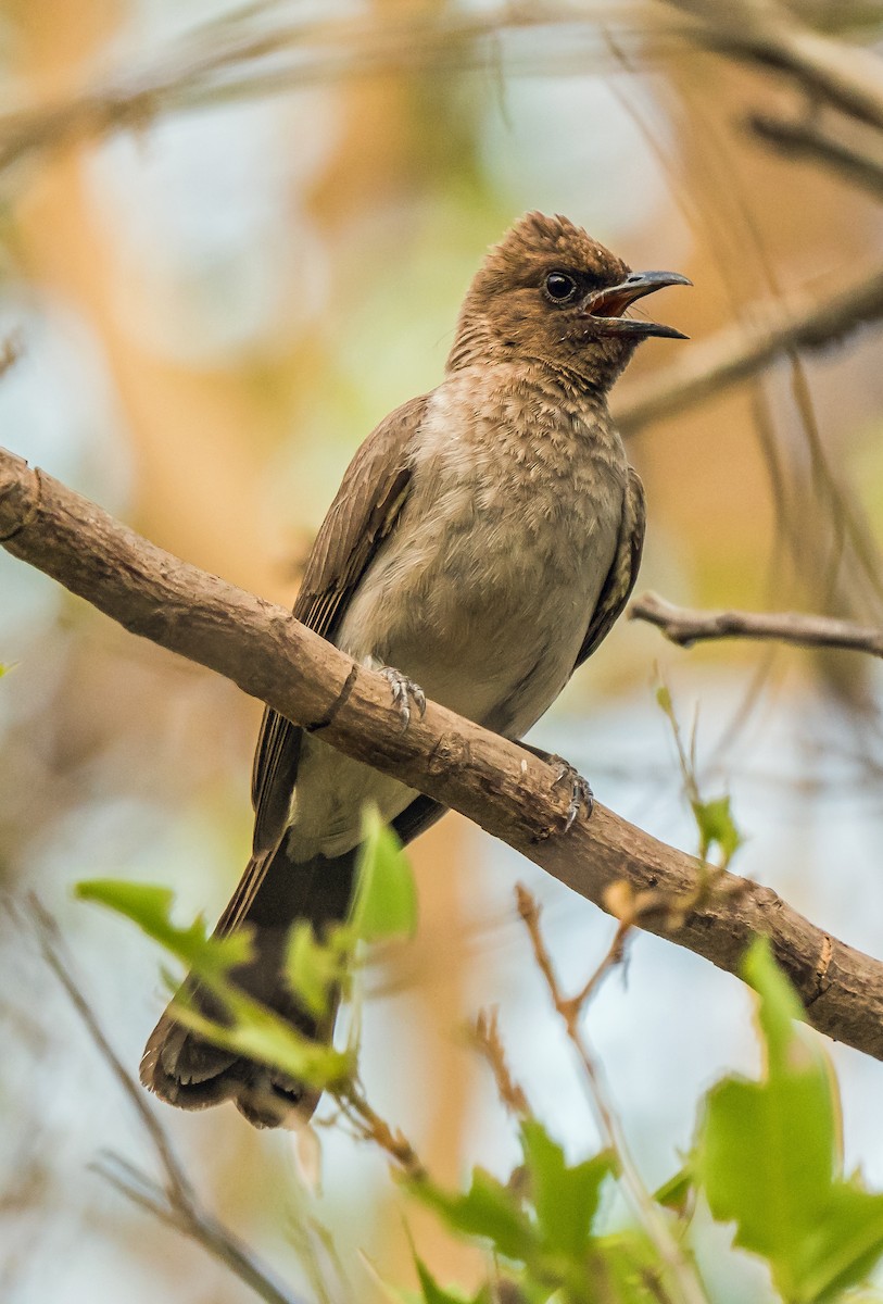 Common Bulbul - Russell Scott