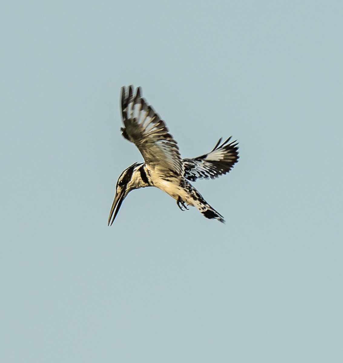 Pied Kingfisher - ML620632293