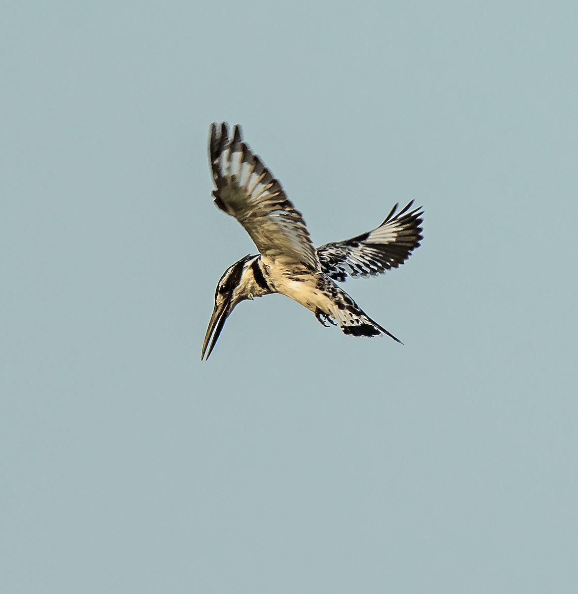 Pied Kingfisher - ML620632294