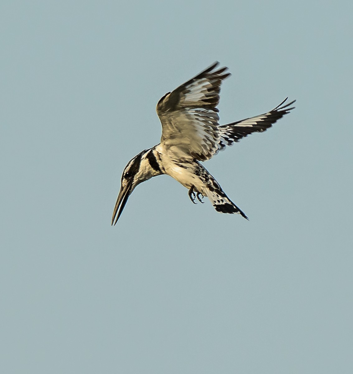 Pied Kingfisher - ML620632295