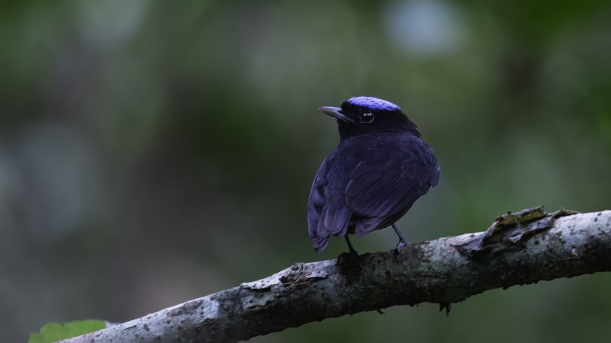 White-winged Becard - ML620632296