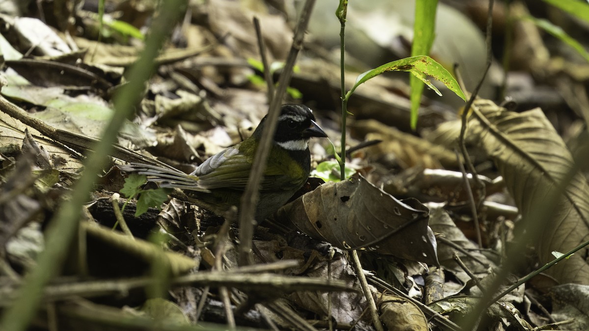 Orange-billed Sparrow - Markus Craig