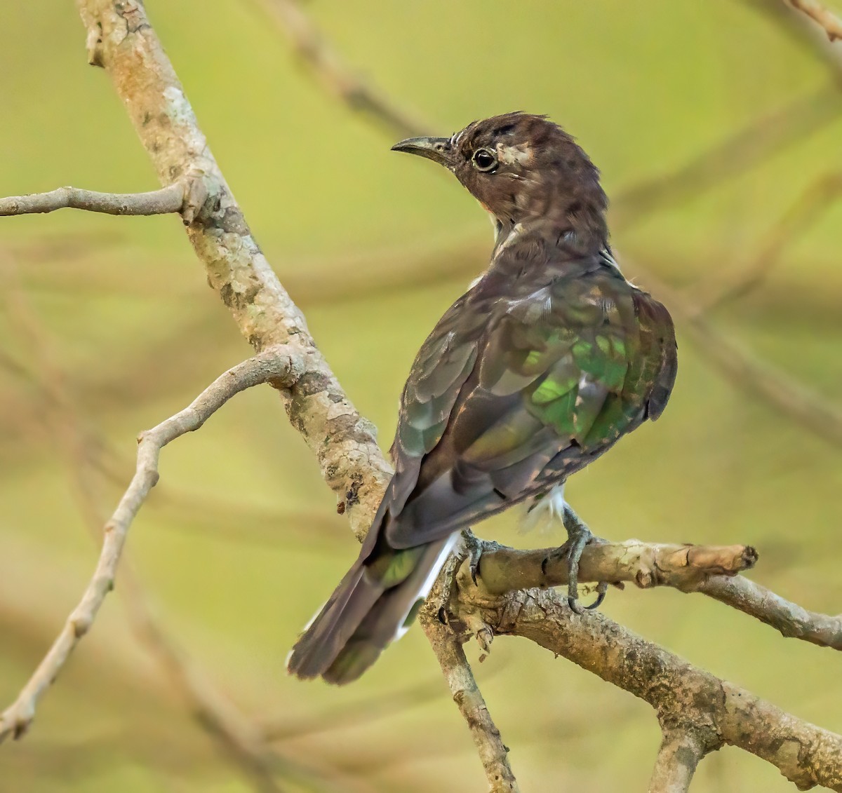 Klaas's Cuckoo - ML620632303