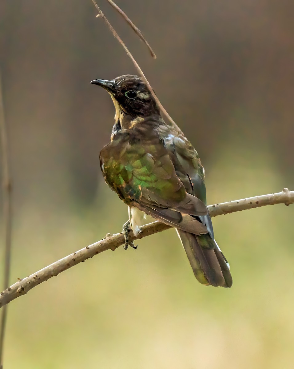 Klaas's Cuckoo - ML620632307