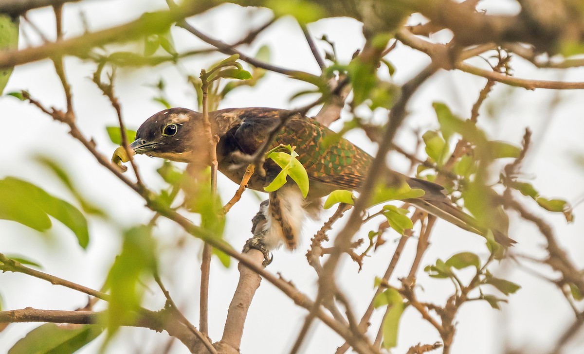 Klaas's Cuckoo - ML620632309