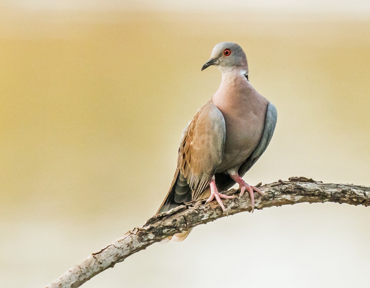 Mourning Collared-Dove - ML620632312