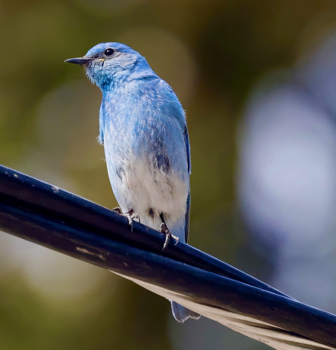 Mountain Bluebird - ML620632314