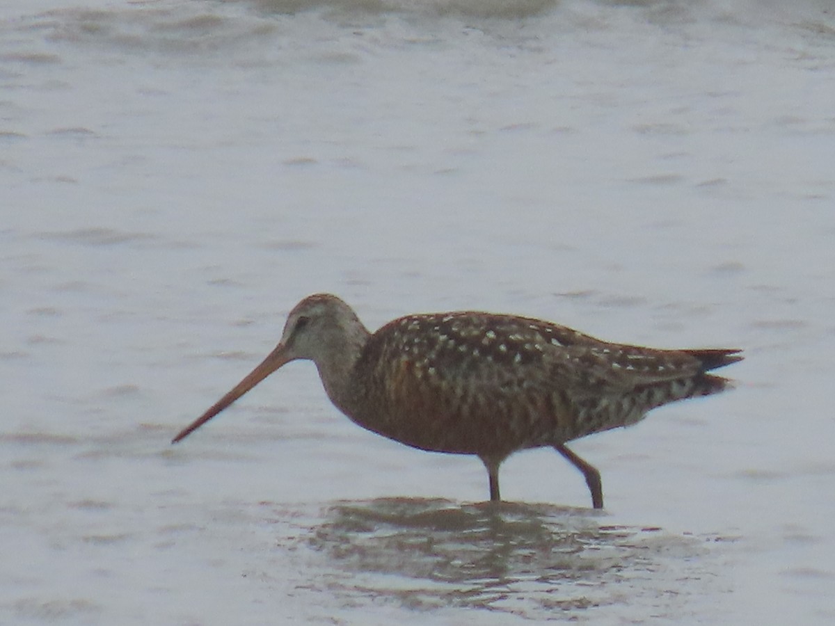 Hudsonian Godwit - Laura Burke