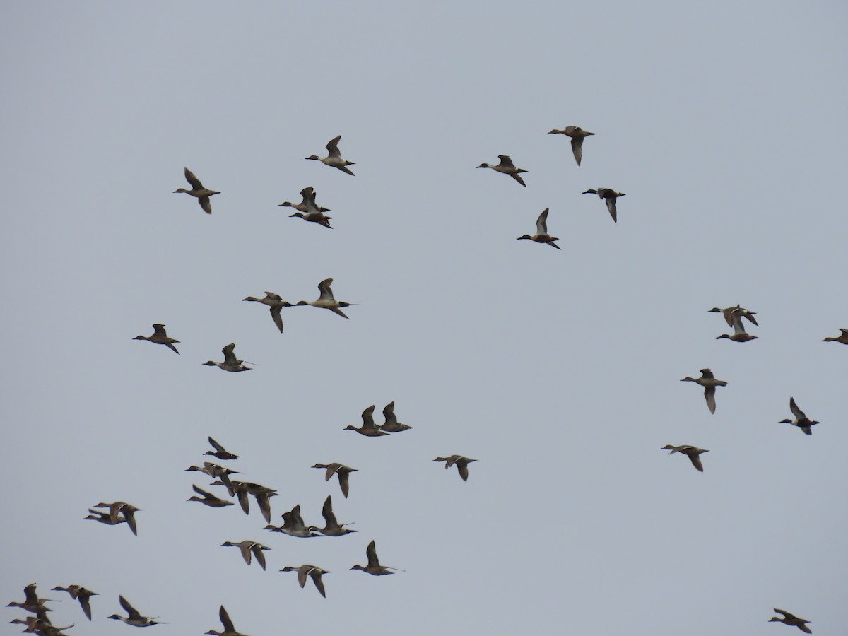 Northern Pintail - ML620632320