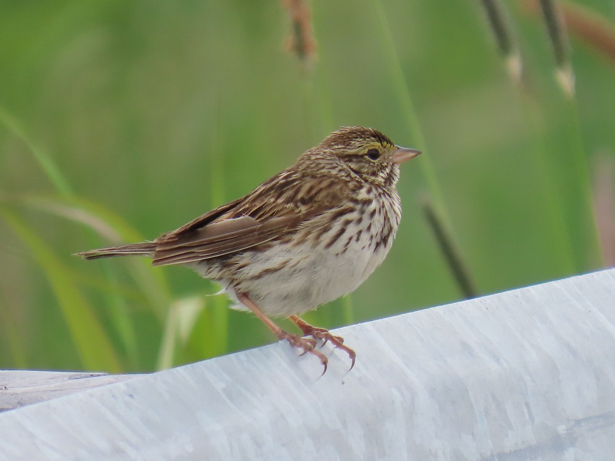 Savannah Sparrow - ML620632328