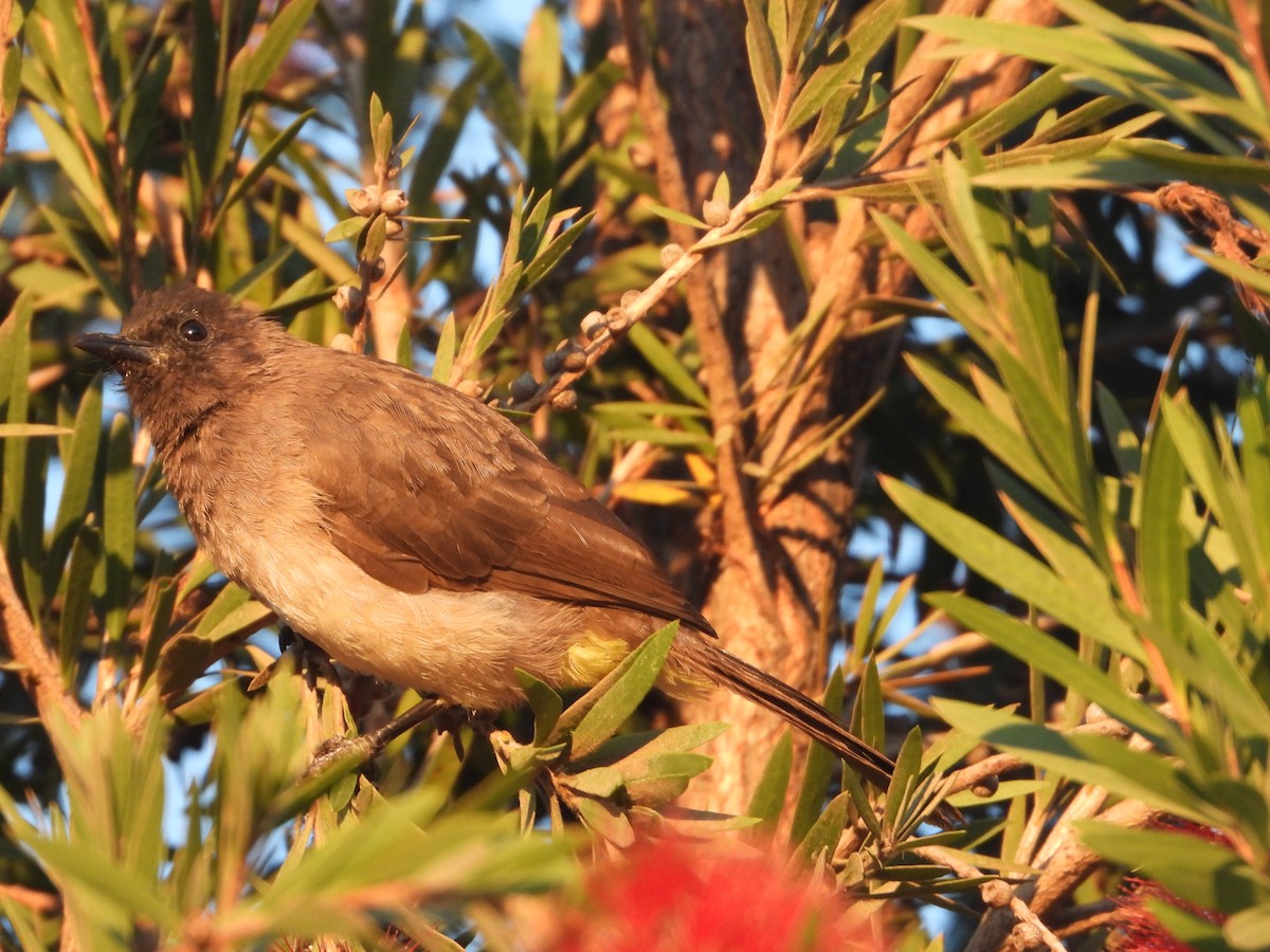 Bulbul des jardins - ML620632331