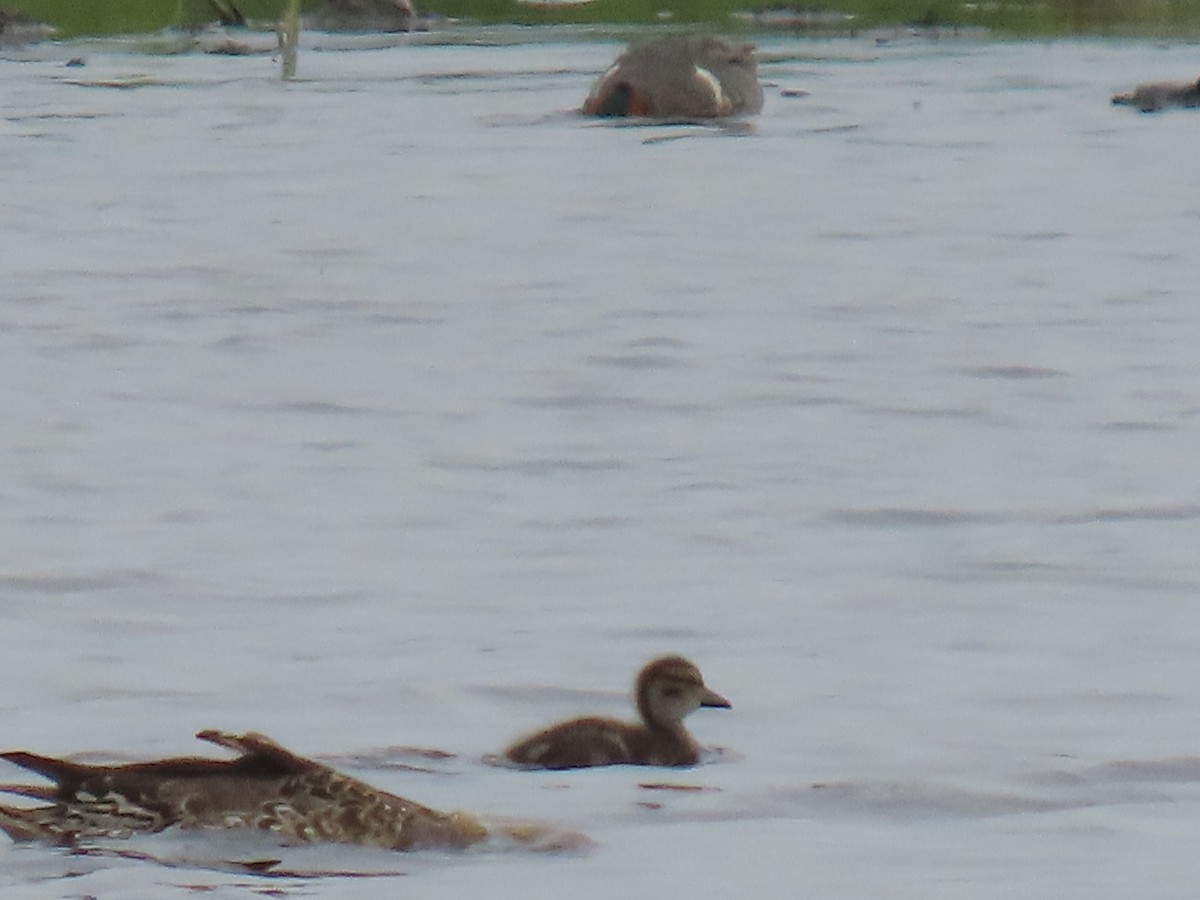 Northern Pintail - ML620632332