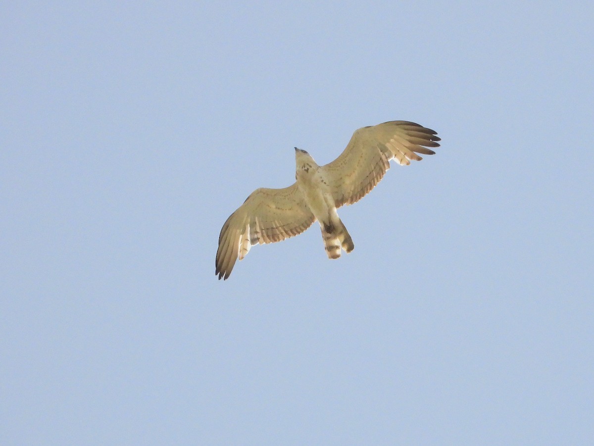 Short-toed Snake-Eagle - ML620632336