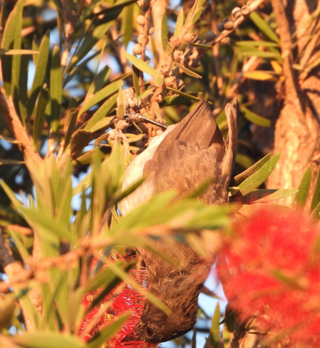 bulbul zahradní - ML620632338