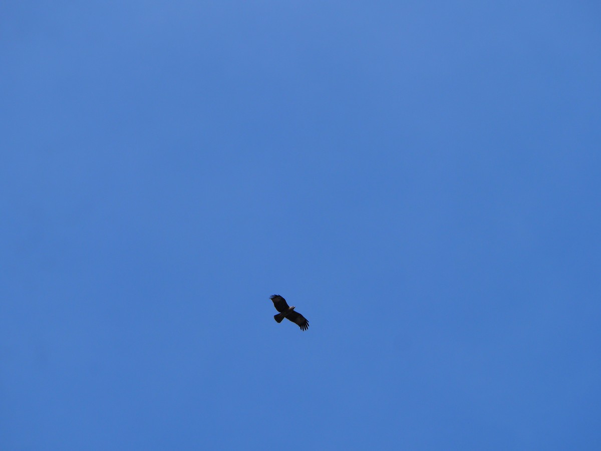 Oriental Honey-buzzard (Sunda) - ML620632348