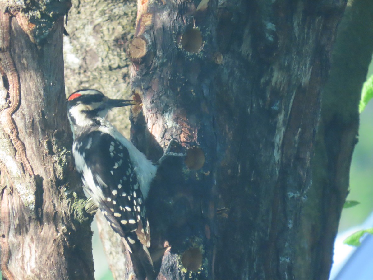 Hairy Woodpecker - ML620632351