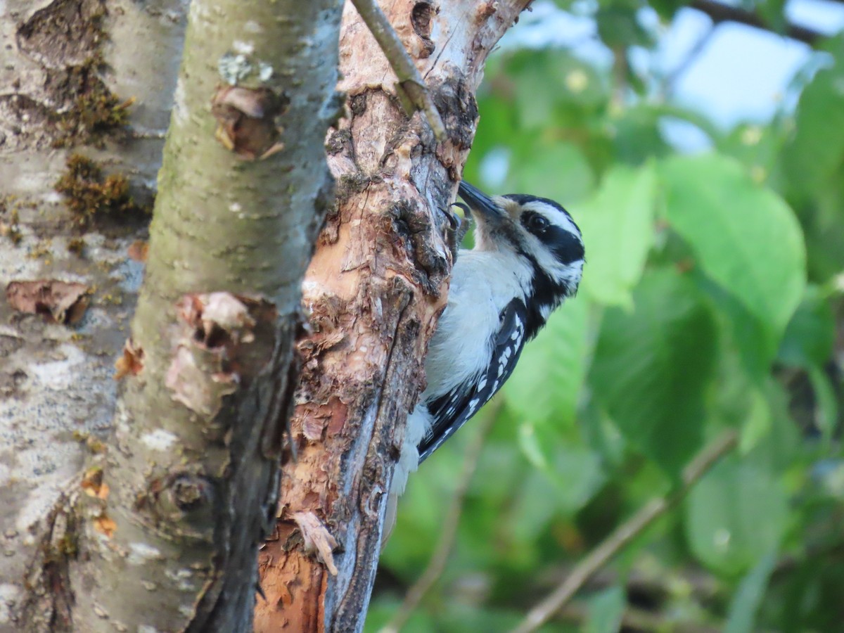 Hairy Woodpecker - ML620632352