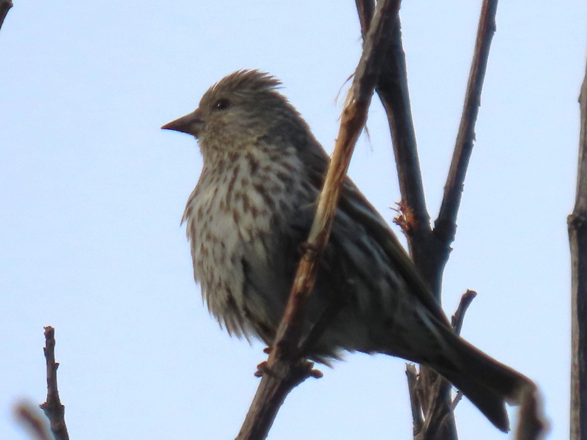 Pine Siskin - ML620632353