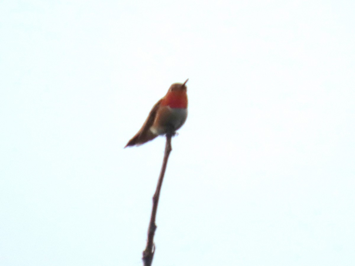 Rufous Hummingbird - ML620632354