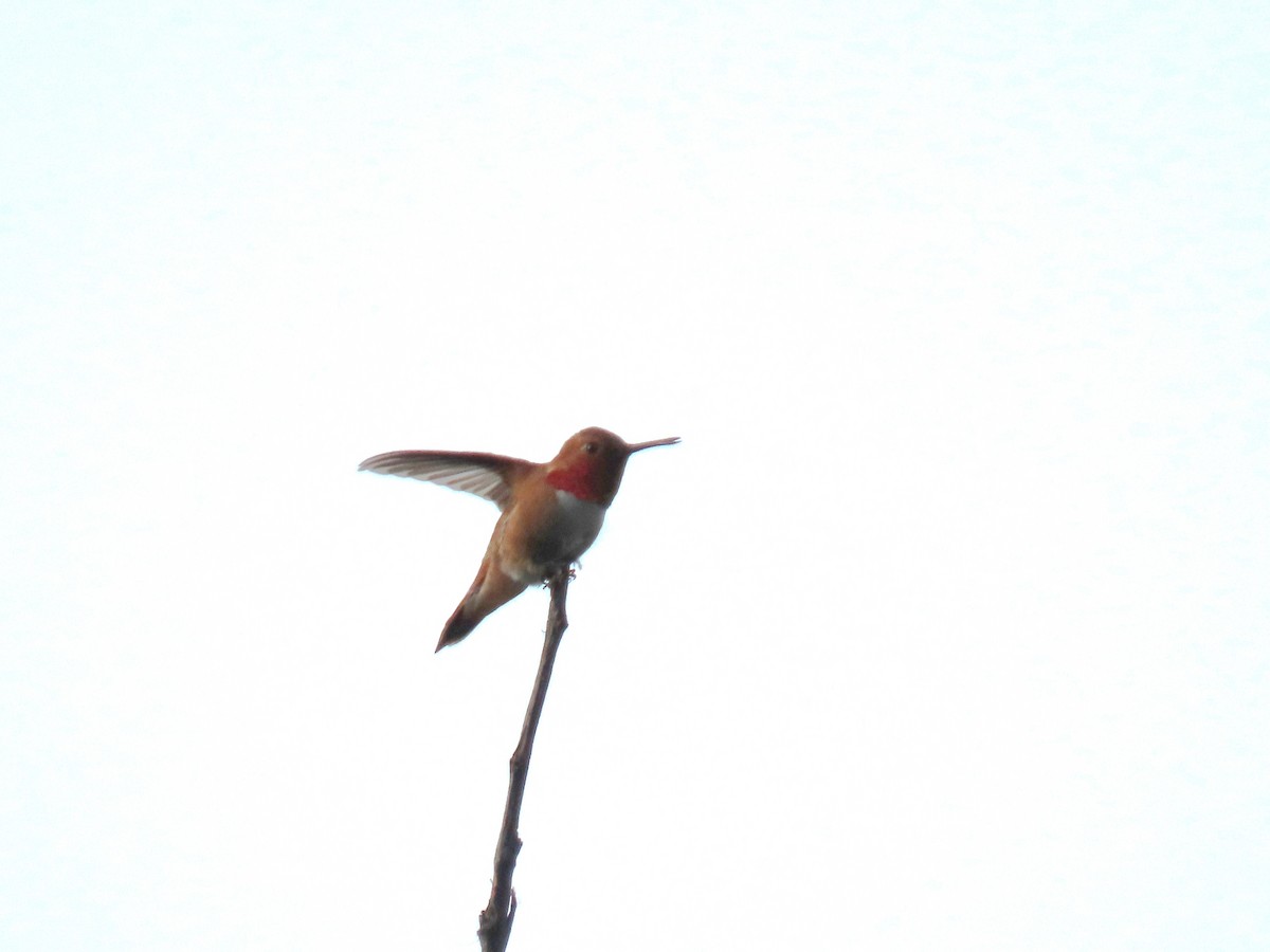 Rufous Hummingbird - ML620632355
