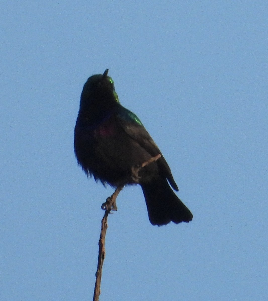 White-breasted Sunbird - ML620632362